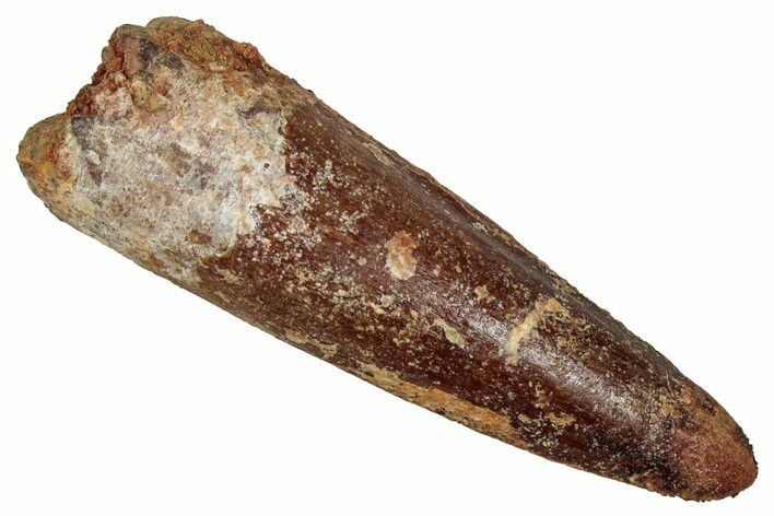 Fossil Spinosaurus Tooth - Real Dinosaur Tooth #353054